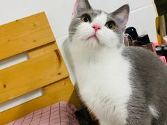 -屋虎猫馆(宝安大仟里店)