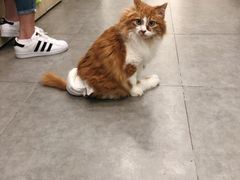 -凯特喵百思猫专科医院