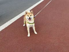 -宠物家(角门东店)