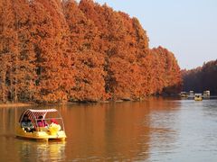 -上海海湾国家森林公园