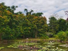 -中国科学院西双版纳热带植物园
