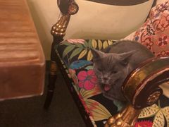 -猫色咖啡·猫咖