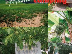 -第五季龙水凤港生态露营农场