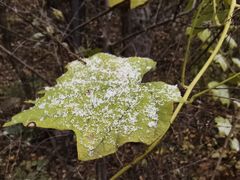 -帽儿山国家森林公园