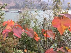 -羚羊峡古栈道森林公园