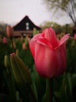 -黑皮酸菜鱼(绣花巷店)