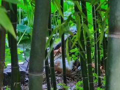 -包公祠