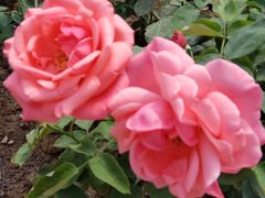 -海上花岛玫瑰园采摘