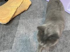 -1013 PET SHOP 宠物商店(近铁城市广场店)