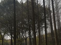 -新洲生态园