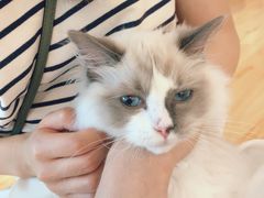 -momokira米努特·德文卷毛猫·棉花面纱犬