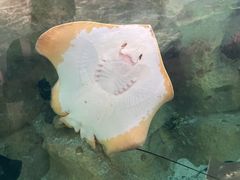 -珠海长隆海洋王国