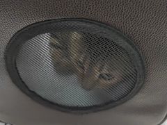 -纳吉亚猫专科动物医院·北北分院