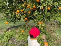 -前小桔亲子创意农场·草莓采摘·露营烧烤