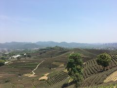 -龙坞茶村