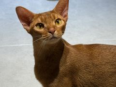 -琪喵猫屋·撸猫猫咖·猫舍