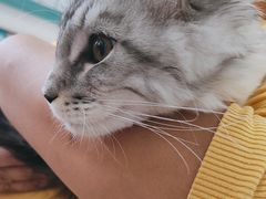 -瑞派长江宠物医院·猫科·外科·24小时夜护(谊城公寓分院)