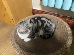 -天使宠物医院·犬猫分诊(彩虹店)