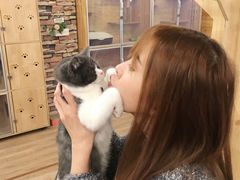 -猫的茶·猫咖