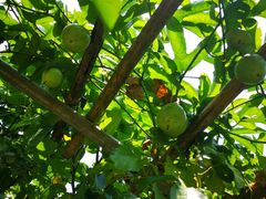 -福建鲤鱼洲酒店