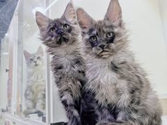 -70cat德文卷毛猫·缅因猫纯种猫舍