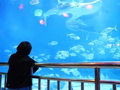 -烟台海昌鲸鲨海洋公园