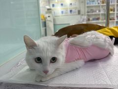 -达爱动物医院·犬猫分区·CT·复杂眼科(远洋山水分院)