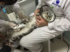 -中农大我爱我爱24h动物医院·中医针灸·猫专科·骨科医疗中心(双井店)