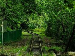 -上海共青森林公园