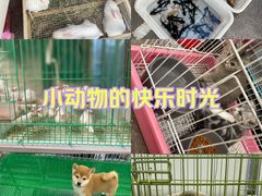 -中环花鸟鱼虫市场