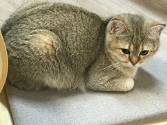 -柴迷FANS CLUB·柴犬狗咖·猫咖