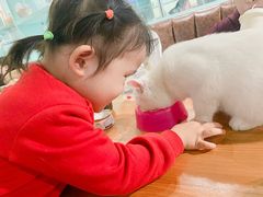 -猫小院猫主题餐厅(三里屯店)
