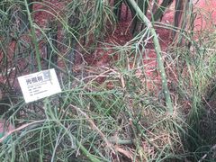 -呀路古热带植物园