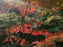 栈道-丹东天桥沟景区