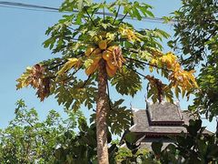 -西双版纳傣族园