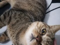 -纳吉亚猫专科动物医院博雅分院