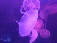 -泉城欧乐堡海洋极地世界
