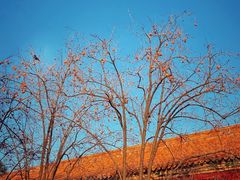 -故宫博物院(故宫)