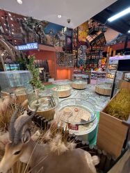 -卡通尼·Safari非洲探索乐园·生日会(金桥国际商业广场店)