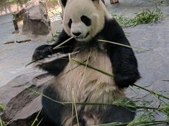 -上海野生动物园