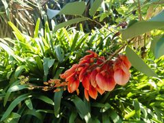 -墨尔本皇家植物园