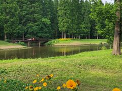 -黄海国家森林公园