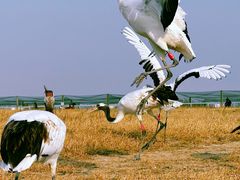 -盐城丹顶鹤湿地生态旅游区