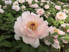 -洛阳市隋唐城遗址植物园
