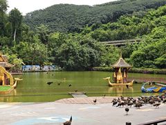 -西双版纳原始森林公园