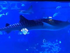 -烟台海昌鲸鲨海洋公园