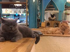 -猫小院猫主题咖啡厅(北锣店)