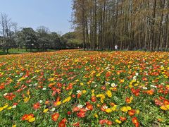 -上海共青森林公园