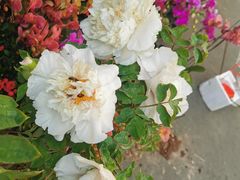 -溪岸路花鸟市场