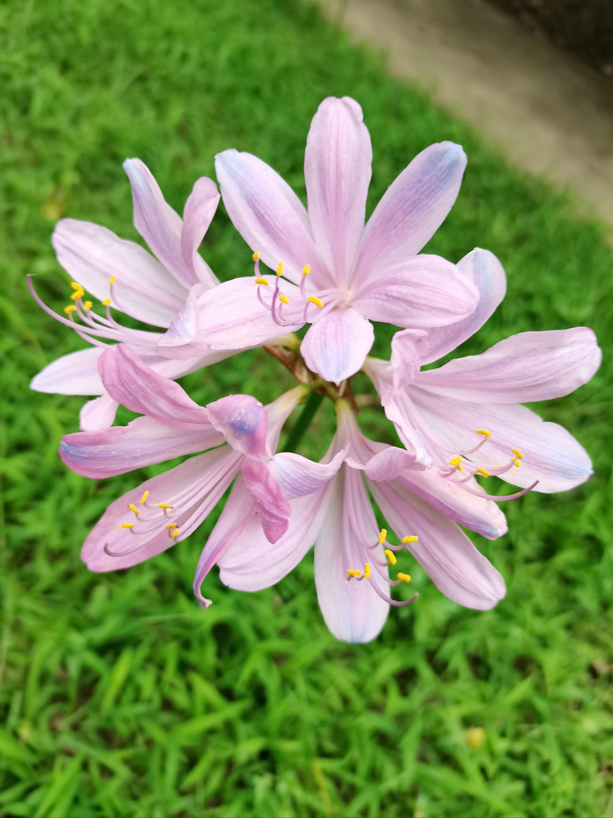 植物园北园,粉色彼岸花